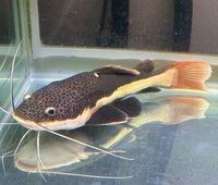 Red Tailed Catfish  Phractocephalus Hemioliopterus  - 35cm