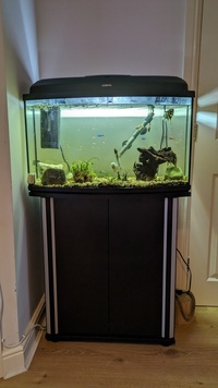 Tropical Tank Full Set Up and Fish