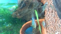 Marbel convicts cichlids