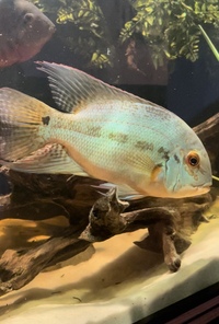 True Parrot Cichlid ADULT 25cm/10inches
