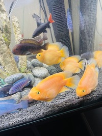 African Cichlids and aquarium for only £299