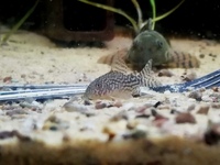 Sterbai Corydoras Oldham - Young healthy fish