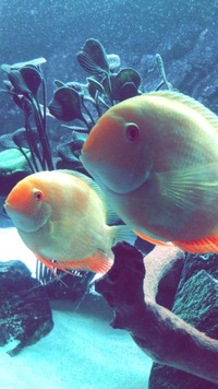 Gold severums for sale