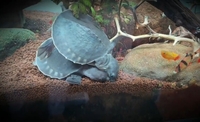 Fly River Turtle For Sale In UK