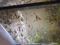 Guppies for sale 50p each