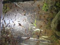 Guppies for sale 50p each