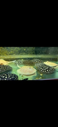 Various Stingrays looking to clear all planet Arowana