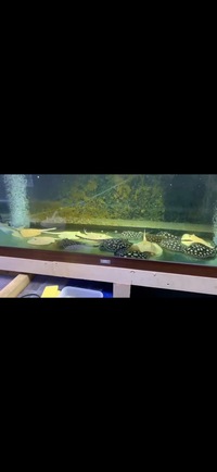 Various Stingrays looking to clear all planet Arowana