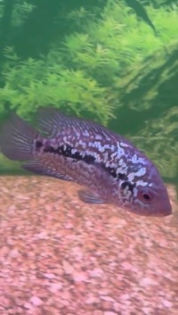 Rare and Exotic Fish - updated
