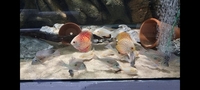 Various South American Cichlids