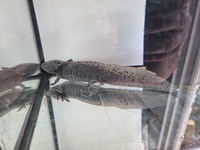 Axolotl x3