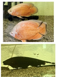 Large fish for sale and custom made Nd aquatics tank