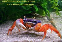 For sale Rainbow crabs (Cardisoma armatum)