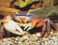 For sale Rainbow crabs (Cardisoma armatum)