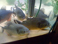 Ternetzi Piranha For Sale