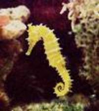 seahorses and fireshrimps for sale