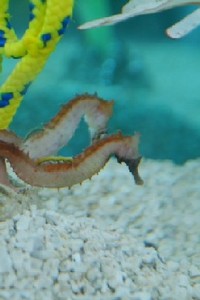 seahorses and fireshrimps for sale