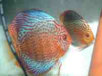 Proven pair of stunning imported High Body Mosaic Leopard Discus