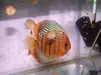 Proven pair of stunning imported High Body Mosaic Leopard Discus