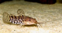 hoplosternum thoracatum,banjo cats lima shovelnose catfish