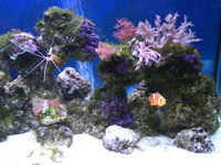 SOLID PINE 3FT CUSTOM BUILT MARINE TANK COMPLETE SETUP - A BARGAIN