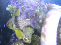 SOLID PINE 3FT CUSTOM BUILT MARINE TANK COMPLETE SETUP - A BARGAIN
