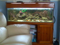 marine aqaurium full setup urgent sale BARGIN PRICE
