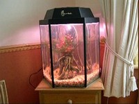 FOR SALE - 25 GALLON TANK WITH FILTER, HEATER, AFRICAN CICHLID FISH AND LOADS OF OTHER BITS!!