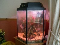 FOR SALE - 25 GALLON TANK WITH FILTER, HEATER, AFRICAN CICHLID FISH AND LOADS OF OTHER BITS!!