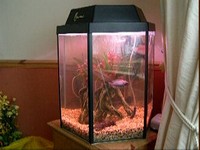 FOR SALE - 25 GALLON TANK WITH FILTER, HEATER, AFRICAN CICHLID FISH AND LOADS OF OTHER BITS!!