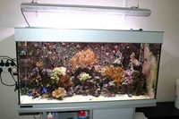 Fully Stocked Aqua Medic Percula 120 For Sale