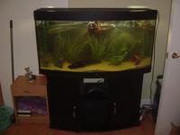 Jewel Vision 260 Bow Front with 2x Eheim Filters and twin air pump.