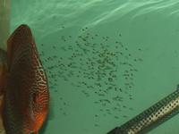 DISCUS ESSENTIALS YOUR DIRECT SOURCE FOR ALL YOUR FISH FOOD