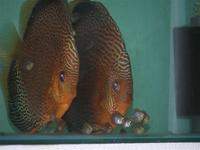 DISCUS ESSENTIALS YOUR DIRECT SOURCE FOR ALL YOUR FISH FOOD
