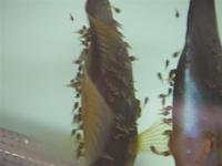 DISCUS ESSENTIALS YOUR DIRECT SOURCE FOR ALL YOUR FISH FOOD