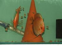 DISCUS ESSENTIALS YOUR DIRECT SOURCE FOR ALL YOUR FISH FOOD