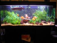 juwel rio 240 litre full tropical set-up + fish