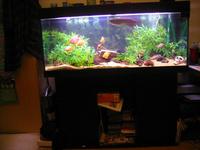 juwel rio 240 litre full tropical set-up + fish