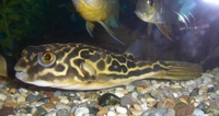 mbu puffer