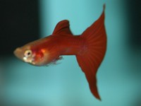 Show Guppies
