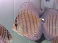 Essex Discus new store opens 4th October