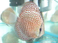 Essex Discus new store opens 4th October