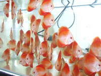 Essex Discus new store opens 4th October