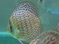 Essex Discus new store opens 4th October