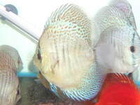 Essex Discus new store opens 4th October