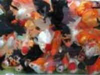 coldwater fish 2 your door within 24 hours