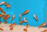 coldwater fish 2 your door within 24 hours