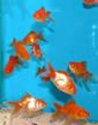 coldwater fish 2 your door within 24 hours