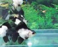 coldwater fish 2 your door within 24 hours