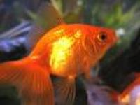 coldwater fish 2 your door within 24 hours
